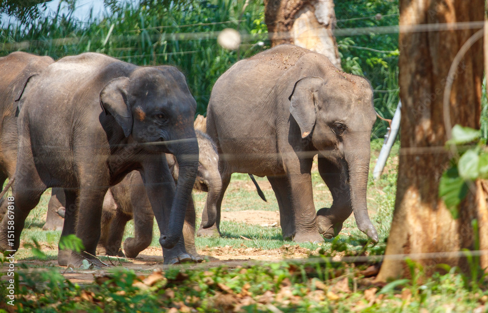 Fototapeta premium Three elephants walking in a field