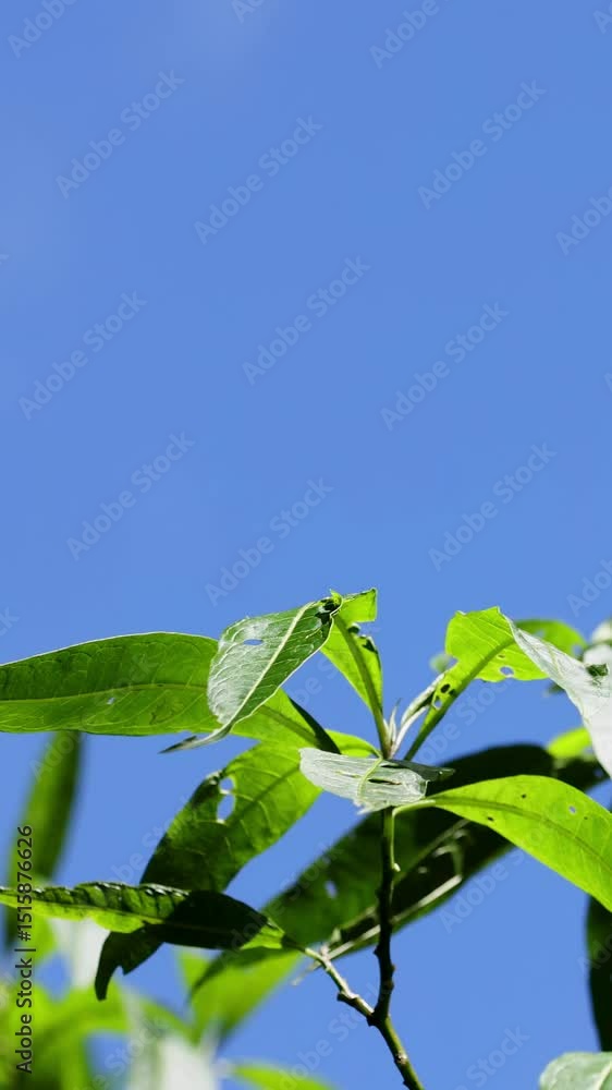 Leaves Swaying Under Clear Blue Sky Leaves Swaying Under Clear Blue Sky