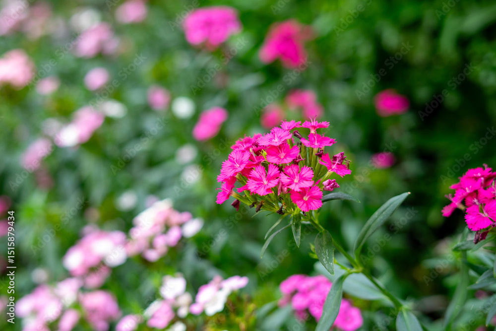 A close-up image of blooming Sweet William (Dianthus barbatus) flowers with pink and white petals. A close-up image of blooming Sweet William (Dianthus barbatus) flowers with pink and white petals.