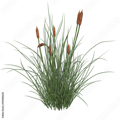 Canvastavla Isolated Cattail Reeds Plant on White Background for Wetland Ecology Design
