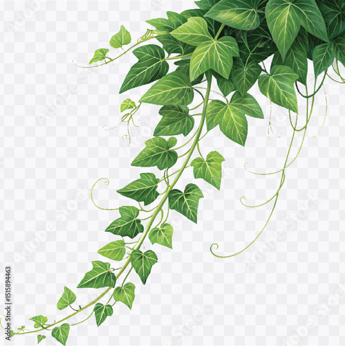 realistic green creeper in different style isolated on a transparent background