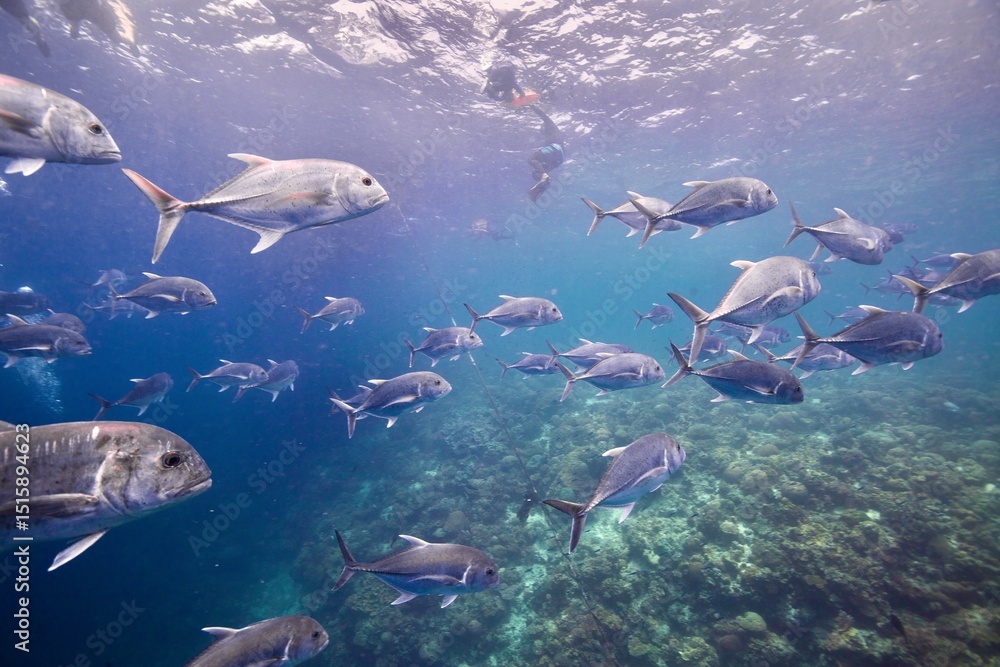 Fototapeta premium fish in the sea