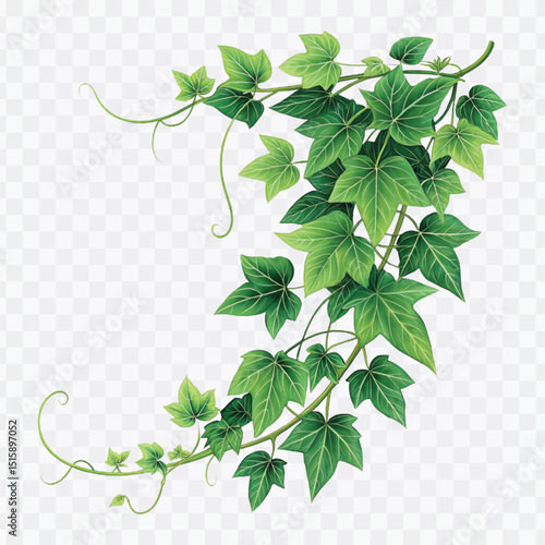 realistic green creeper in different style isolated on a transparent background