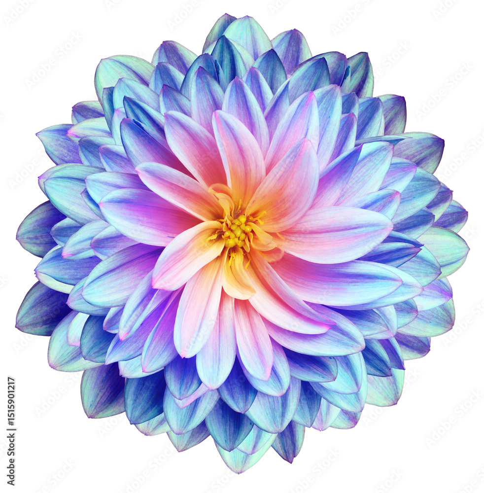 Obraz premium Dahlia flower on isolated background with clipping path. Closeup. Nature. Transparent background. 