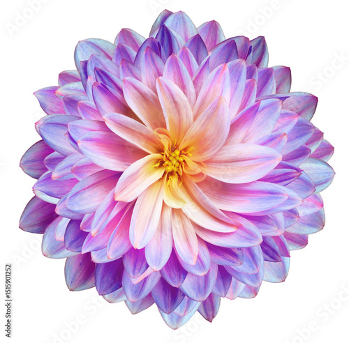 Dahlia flower  on  isolated background with clipping path. Closeup.  Nature.
