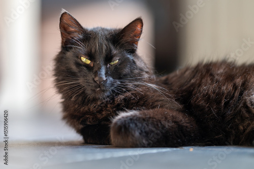 Dreamy the Tomcat

our little black tomcat called Dream lying on the floor and relaxing