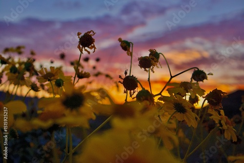 sunset in the field