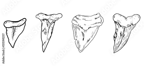 Shark tooth sketch tattoo, megalodon line doodle sharp silhouette. Jaw teeth fossil, textured retro symbol. 