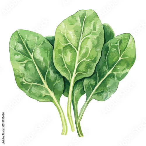 Vibrant Watercolor Depiction of Fresh Spinach Leaves (2)