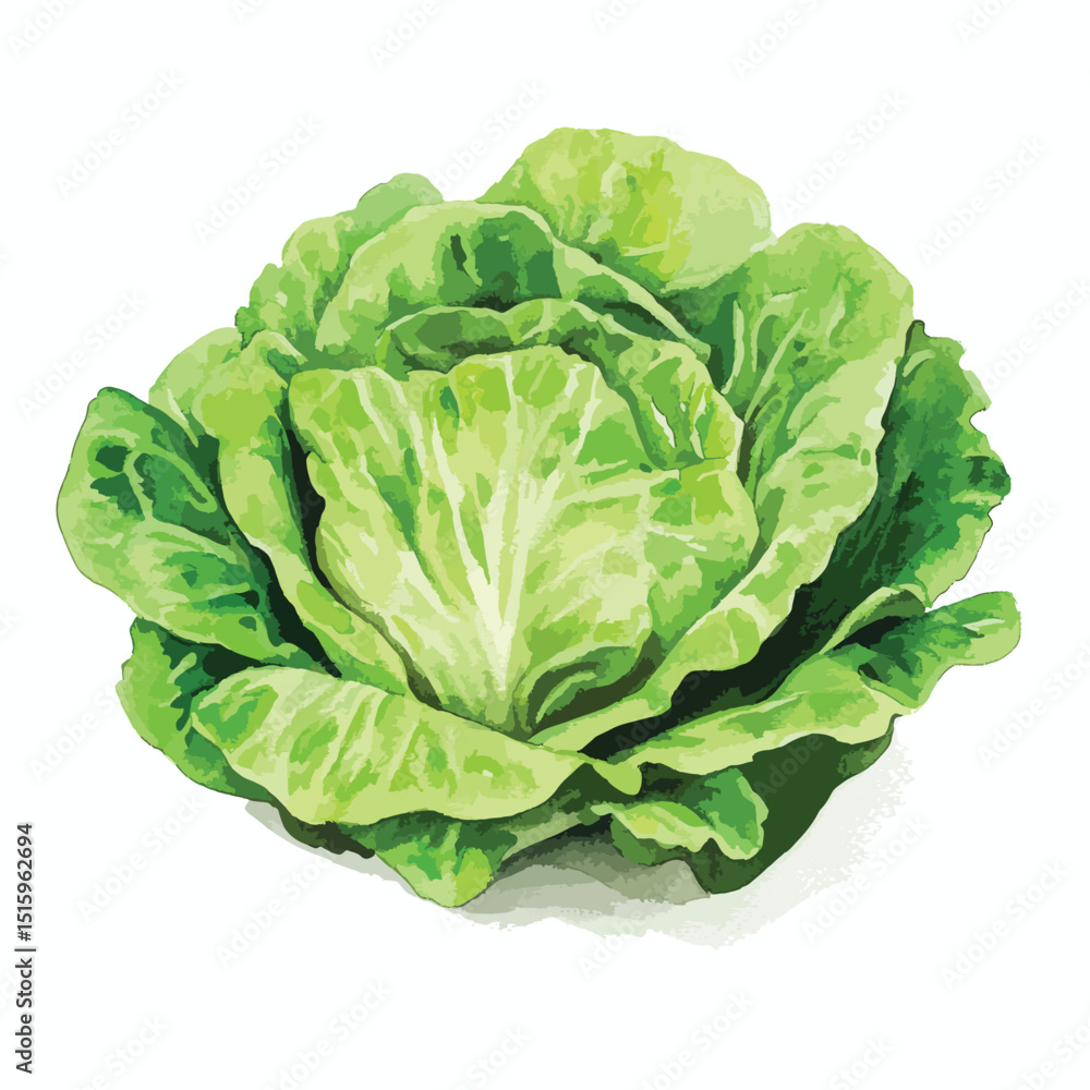 Vibrant Watercolor Illustration of a Fresh Lush Green Cabbage Head Vibrant Watercolor Illustration of a Fresh Lush Green Cabbage Head
