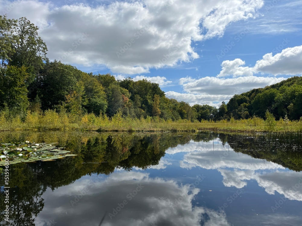 Fototapeta premium reflection of trees and clouds in water in the lake in the forest