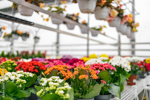 A vibrant florist shop scene showcasing a variety of colorful blooming plants in pots  creating a lively and inviting atmosphere.