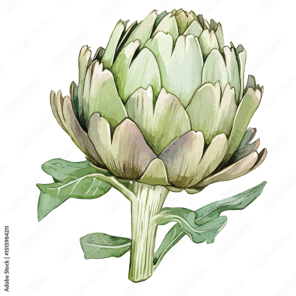 Obraz premium Watercolor Artichoke Depicted with Detailed Petals Stem and Leaves
