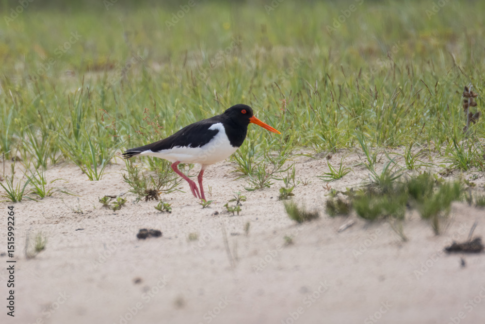 Φωτογραφία An adult Eurasian Oystercatcher walks on the sandy riverbank, perpendicular to the camera lens, on a sunny spring day