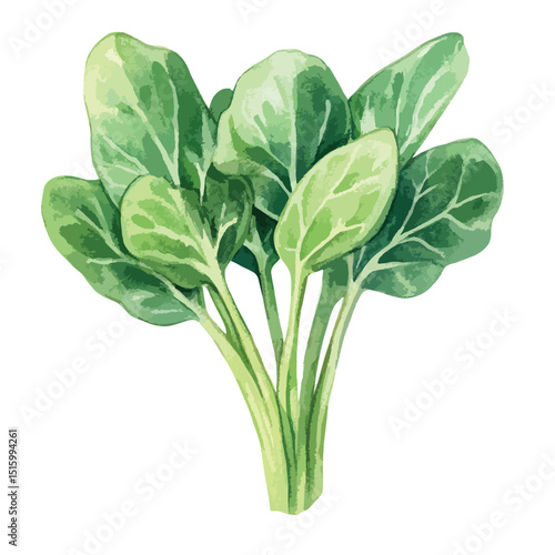 Watercolor depiction of fresh vibrant green spinach leaves healthy and organic