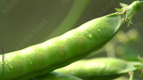 Fresh Green Pea Pods Detail With Water Droplets On Green Background
