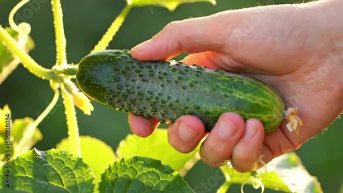 Close Up Farmer Hand Harvesting Ripe Green Cucumber in Organic Garden