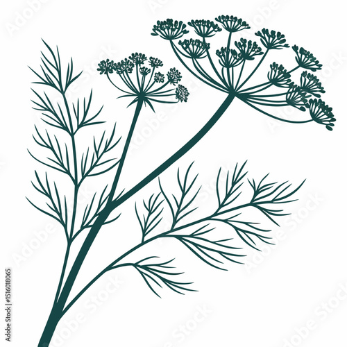 Quadro su tela vector illustration of fennel
