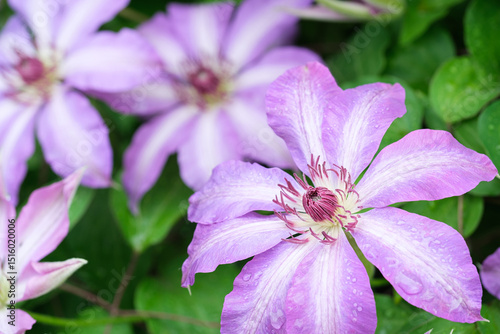 clematis flowers with water drops after rain