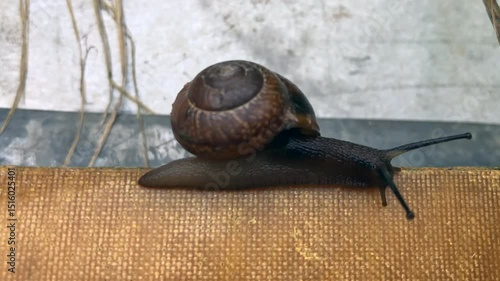 A snail slowly crawls from left to right along the edge nearby.