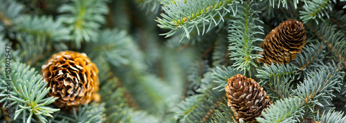 Pinecones nestled among vibrant evergreen needles in a tranquil forest setting during early autumn