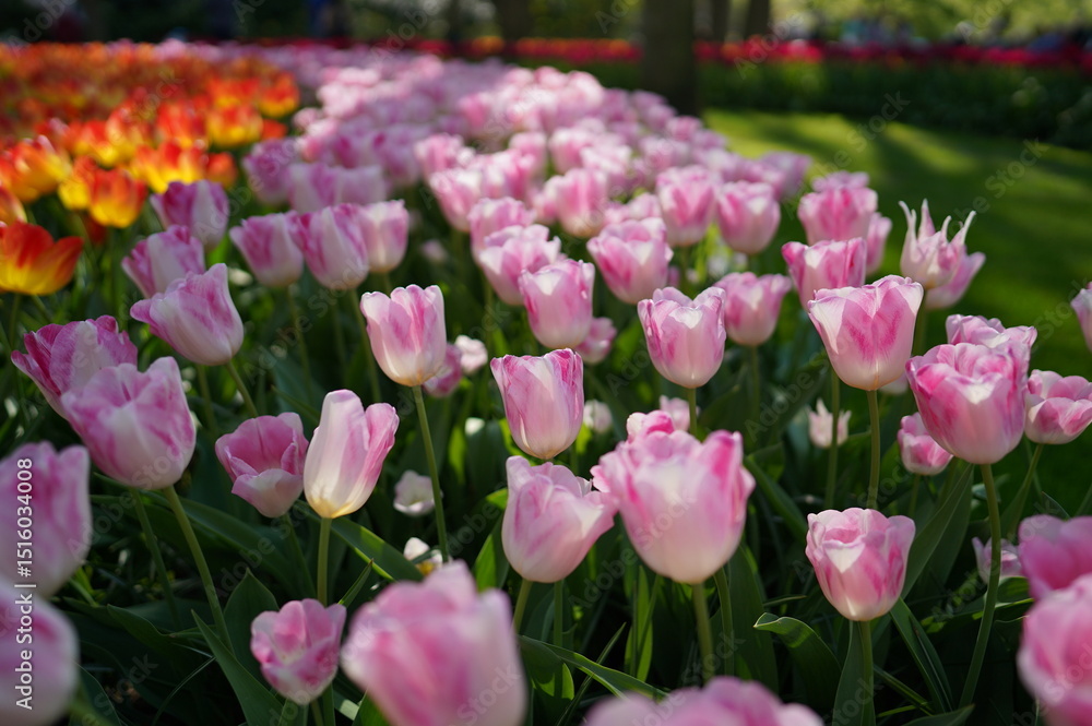 Fototapeta premium pink tulips