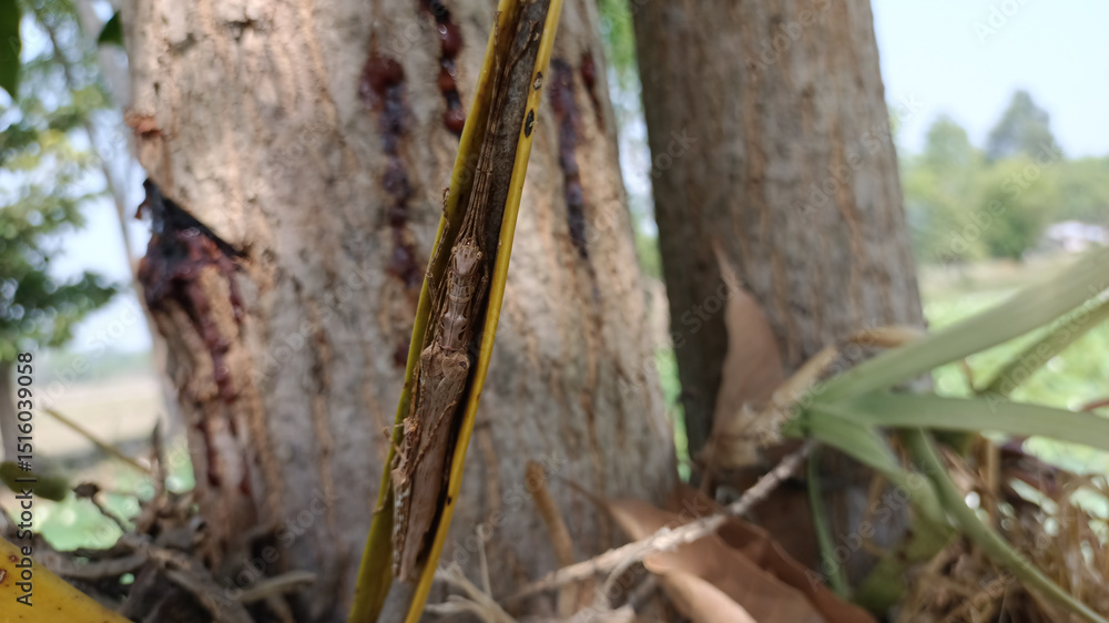 Fototapeta premium Brown Grasshopper on Aged Leaf Stem