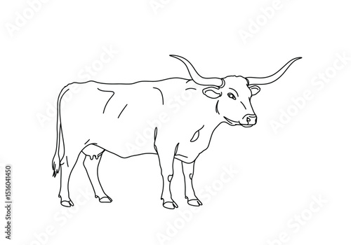Longhorn cow drawing. It is a detailed black and white outline sketch of a longhorn cow with impressive, long horns. Vector sketch line art draw.
