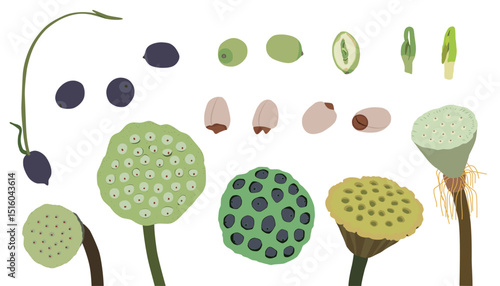 A collection of illustrations of various lotus seeds and lotus seed pods.