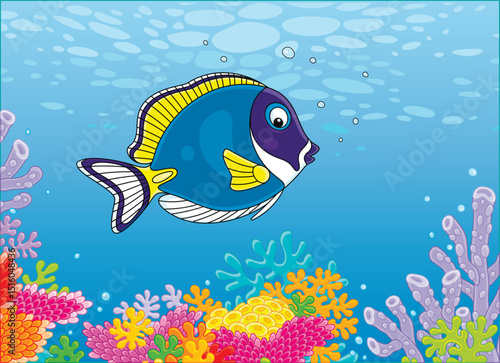 Blue surgeonfish swimming over colorful corals of a reef in blue water of a tropical sea, vector cartoon illustration