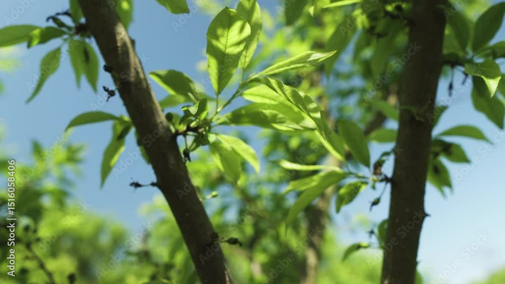Forward motion macro close-up clip of plum blossom tree branch, with leaves moving against wind and beautiful blue sky. Shot on 4K. Forward motion macro close-up clip of plum blossom tree branch, with leaves moving against wind and beautiful blue sky. Shot on 4K.