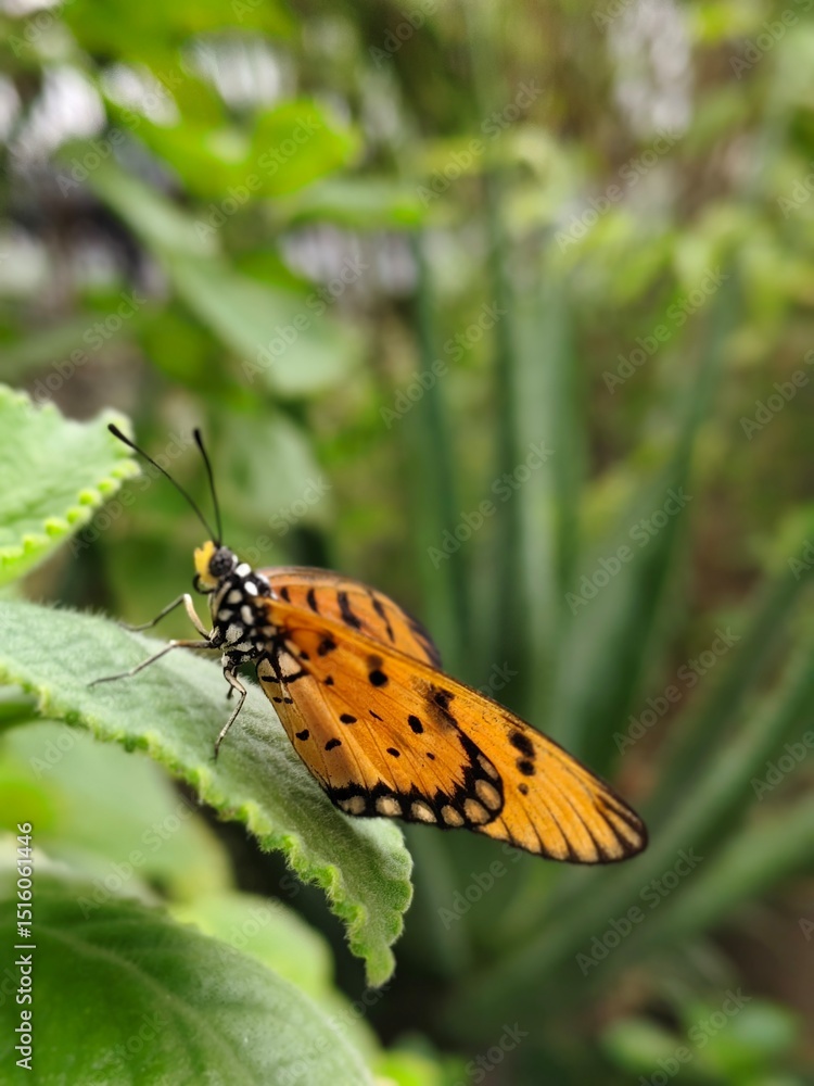 Obraz premium butterfly on a flower