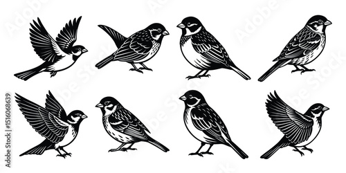 Silhouette vector bundles of  group of birds in different poses.