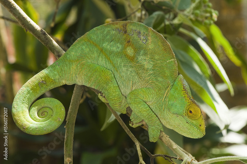 Parson's chameleon (Calumma parsonii), Madagascar