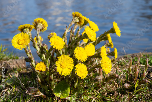 Huflattich (Tussilago farfara) am Ufer des Müritzsee, Mecklenburgische Seenplatte, Mecklenburg, Mecklenburg-Vorpommern, Deutschland, Europa