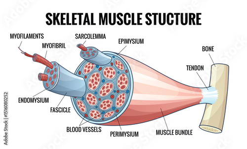 Skeletal muscle anatomy outline diagram. Structure with anatomical inner layers. Labeled educational medical vector illustration