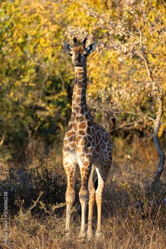Canvas Print a giraffe calf in golden light