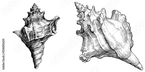 A conch shell icon is depicted in isolation, featuring both white and black colors, as a modern outline icon derived from a religious collection suitable for web, mobile apps, and UI