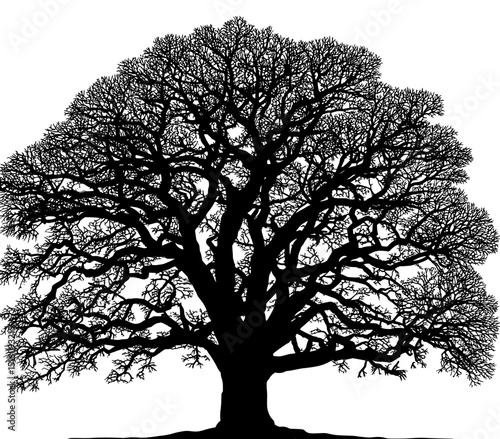 A beautiful modern icon featuring the outline of a tree, ideal for use on nature-focused apps and websites