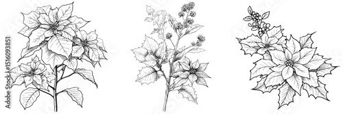 The Christmas plants European holly and poinsettia are often used in decorations and on cards, and this modern illustration is available as a black and white outline ready to print, also serving as a