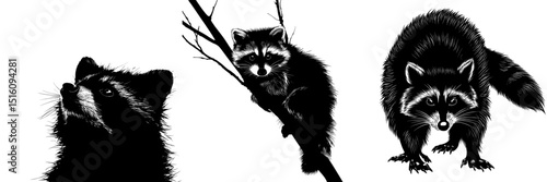 The illustration features a modern raccoon silhouette isolated against a white background
