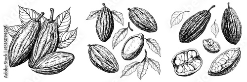 Modern illustrations of a set of cocoa beans are presented in a hand-drawn style, with black and white cocoa beans isolated on a white background
