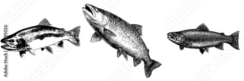The silhouette illustration of salmon trout fish is depicted in modern art on a white background
