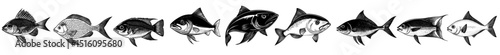 The collection includes modern illustrations of fish in black and white, created using engraving and ink line art techniques