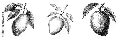 A single mango fruit accompanied by leaves is depicted in a detailed line drawing