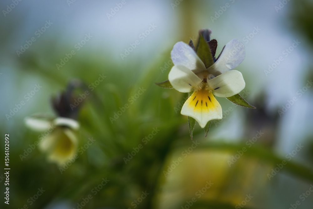 Obraz premium SPRING FLOWERS - A beautiful flowering in a the meadow 