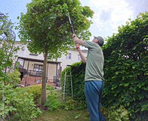 Man trims branches in maple tree backyard garden. Gardening, tools and lifestyle. Landscaping, green fencing.