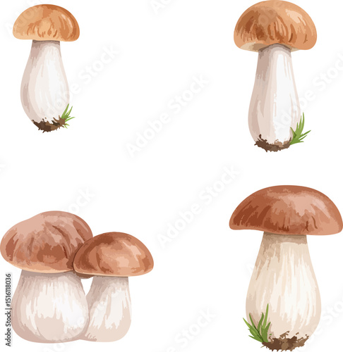 Fresh natural edible brown and white forest mushrooms isolated on a white background