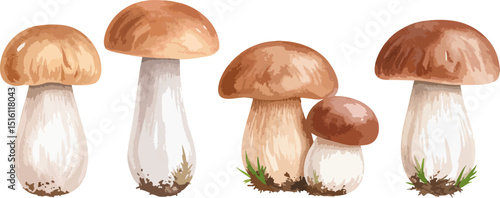 Fresh natural edible brown and white forest mushrooms isolated on a white background
