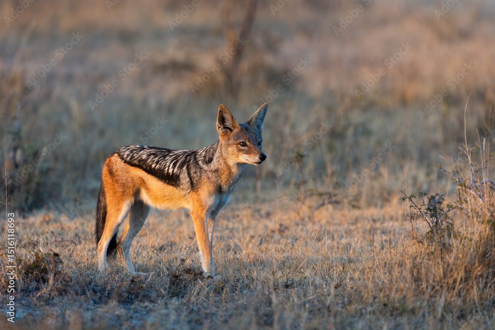 Fototapeta premium a Black backed jackal in golden light